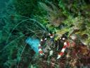 banded coral shrimp