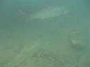 tarpon