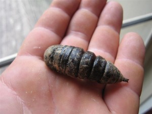 Large Pupa