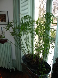 Cyperus involucratus overwintering in the south window